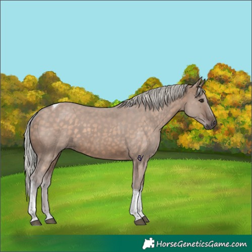 Horse Color:Silver Brown Dun Tobiano
