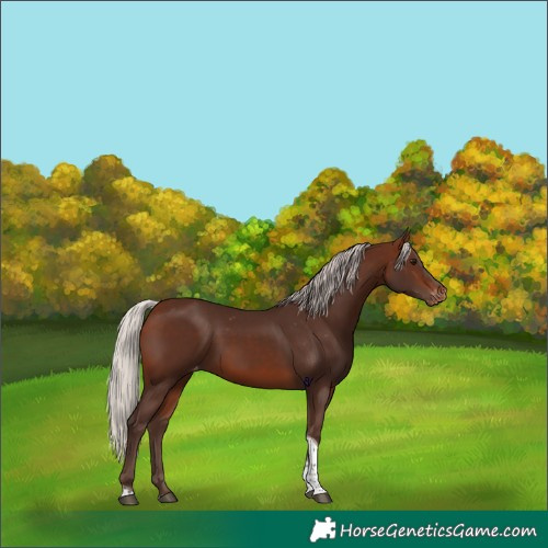 Horse Color:Silver Bay Tobiano Appaloosa 