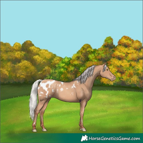 Horse Color:Silver Amber Champagne Appaloosa