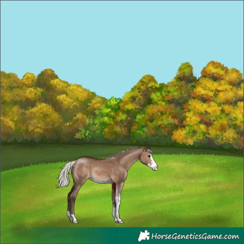 Horse Color:Silver Brown Dun Sabino 