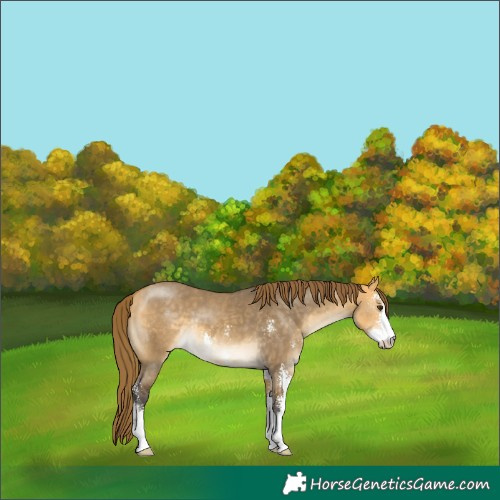 Horse Color:Buckskin Dun Sabino Appaloosa 