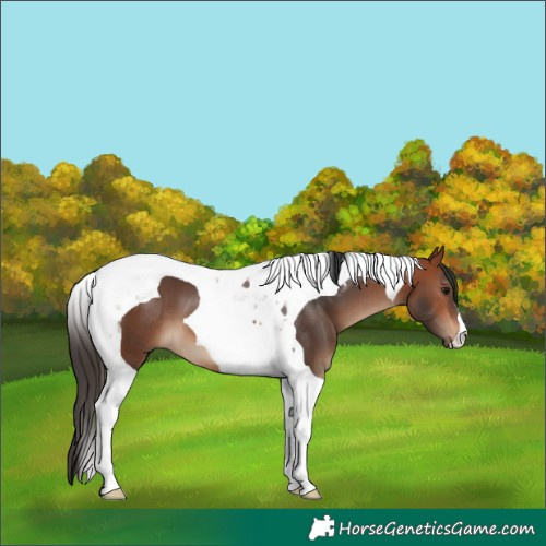 Horse Color:Bay Tobiano 