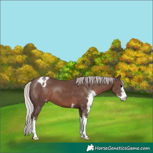 Horse Color:Silver Black Sabino Appaloosa