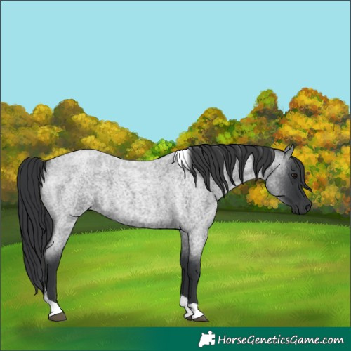 Horse Color:Unknown 