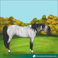 Horse Color:Unknown 