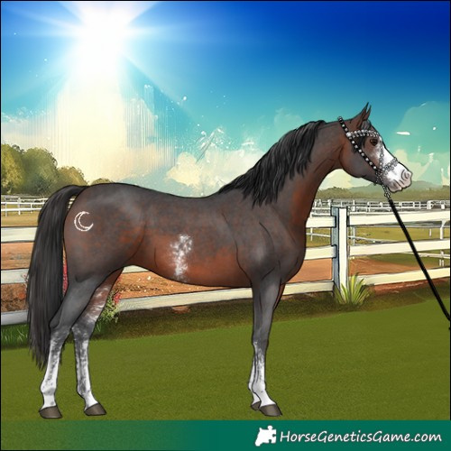 Horse Color:Brown Sabino