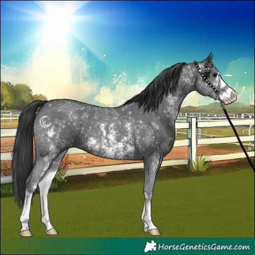 Horse Color:Black Sabino 