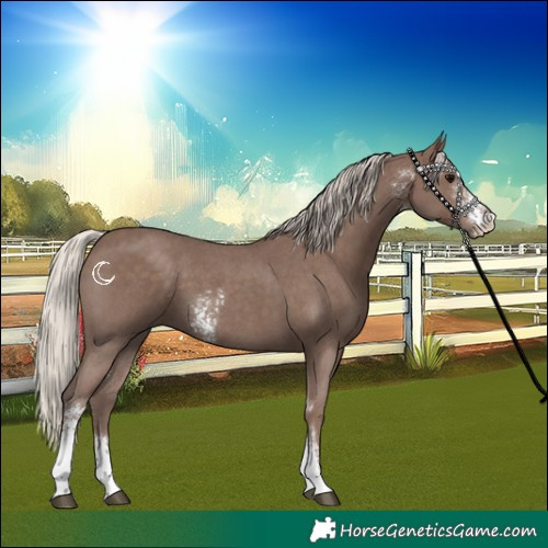 Horse Color:Silver Black Sabino 