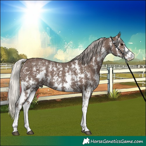 Horse Color:Silver Black Sabino 