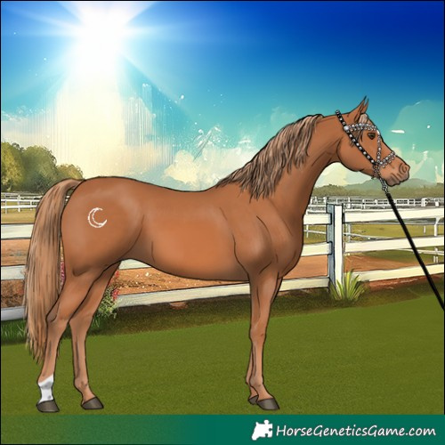 Horse Color:Chestnut 