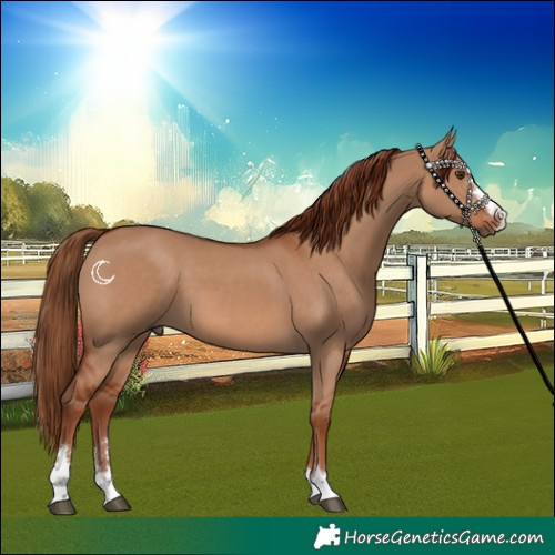 Horse Color:Red Dun