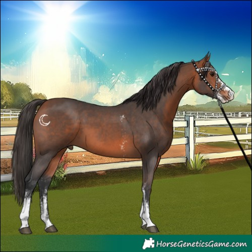 Horse Color:Bay Sabino