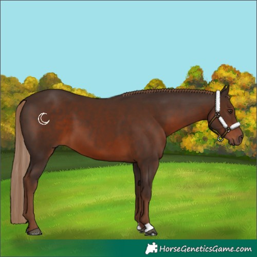 Horse Color:Liver Chestnut