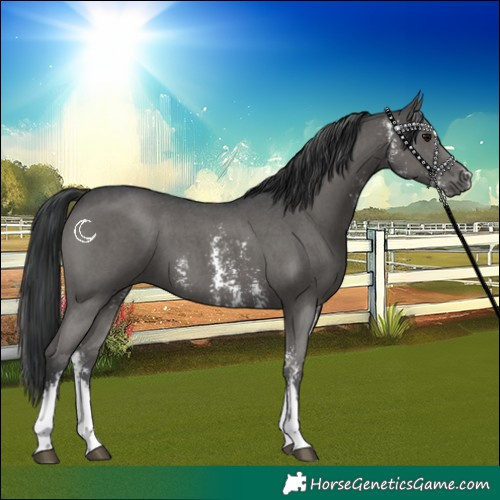 Horse Color:Black Sabino 
