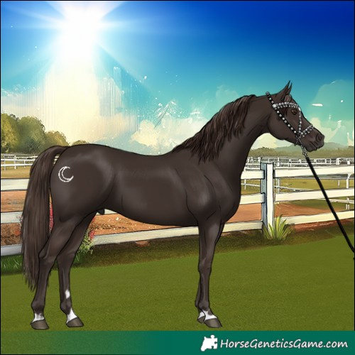 Horse Color:Liver Chestnut 