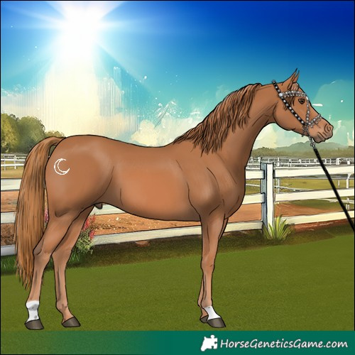 Horse Color:Chestnut 