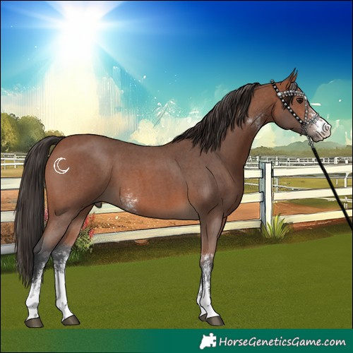 Horse Color:Bay Sabino