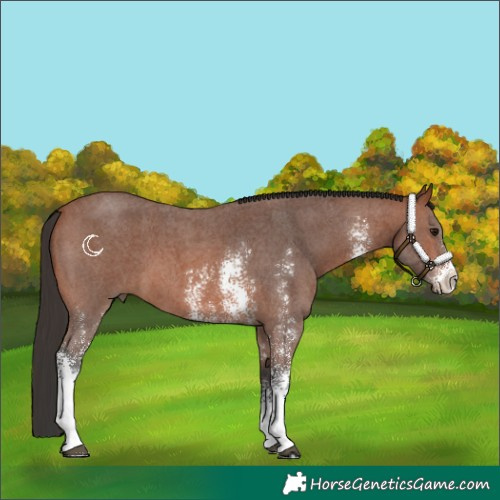 Horse Color:Bay Sabino