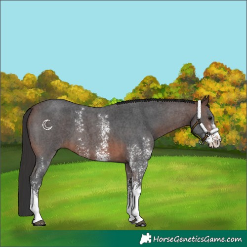 Horse Color:Brown Sabino 