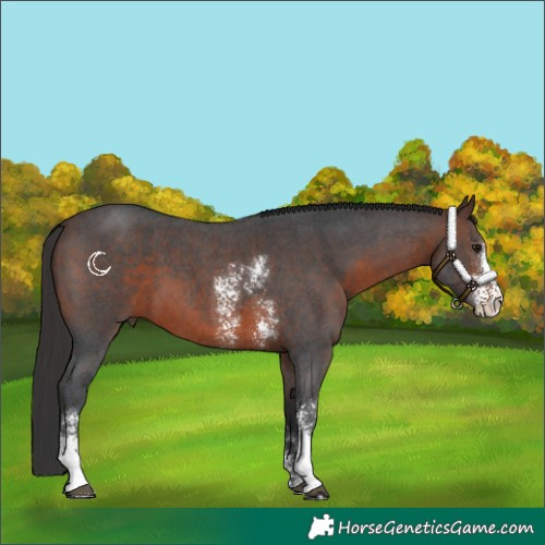 Horse Color:Brown Sabino