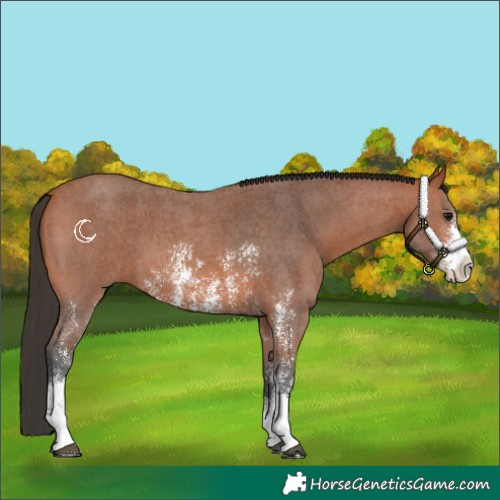 Horse Color:Bay Sabino 