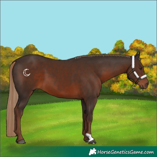 Horse Color:Liver Chestnut 