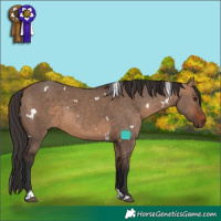 Horse Color:White Spotted Bay Dun Tobiano Rabicano