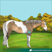 Horse Color:Silver Buckskin Dun Splash Tobiano Rabicano 