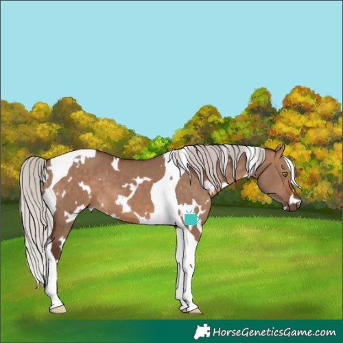 Horse Color:White Spotted Silver Brown Dun Tobiano 