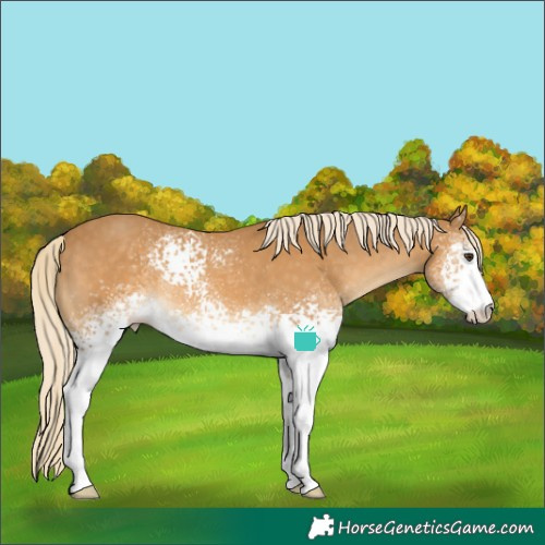 Horse Color:White Spotted Palomino 