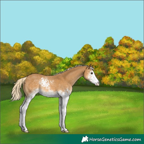 Horse Color:White Spotted Palomino 