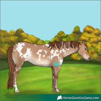 Horse Color:White Spotted Red Dun Rabicano