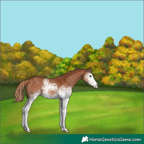 Horse Color:White Spotted Chestnut 