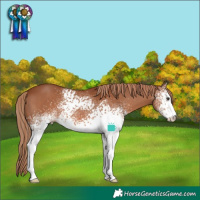 Horse Color:White Spotted Chestnut