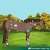 Horse Color:White Spotted Liver Red Dun Tobiano Rabicano