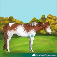 Horse Color:White Spotted Chestnut Tobiano Rabicano 