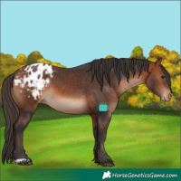 Horse Color:Bay Blanket