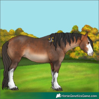 Horse Color:White Spotted Bay