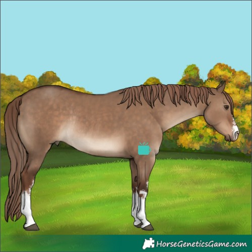 Horse Color:White Spotted Liver Red Dun Rabicano 