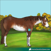 Horse Color:Gray White Spotted Chestnut