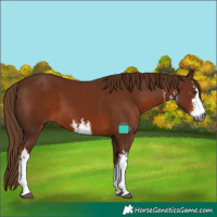 Horse Color:Gray White Spotted Chestnut 