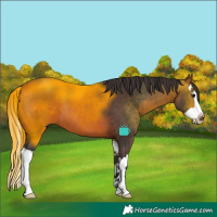 Horse Color:Bay Splash