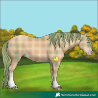 Horse Color:Plaid Gold Champagne Tobiano