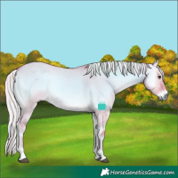 Horse Color:Watercolor Palomino Onyx 