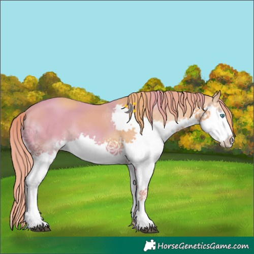 Horse Color:Chestnut Splash