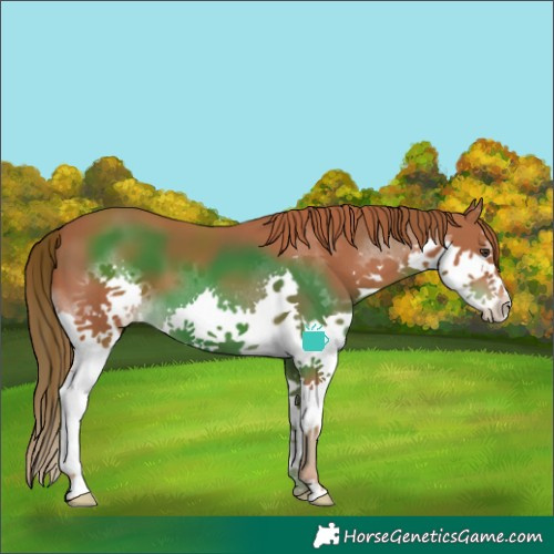 Horse Color:Chestnut Splash 