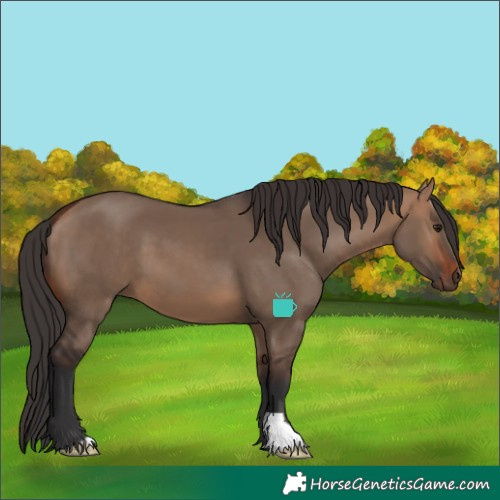 Horse Color:Bay Dun 