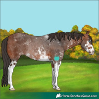 Horse Color:White Spotted Bay Splash