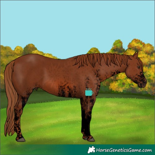 Horse Color:Void White Spotted Chestnut