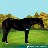 Horse Color:Void White Spotted Bay Splash Rabicano